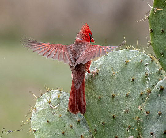 Northern Cardinal Male      _DSC9979-Edit