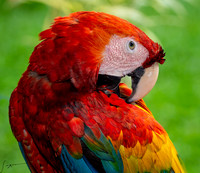 Macaws Costa Rica Lowlands