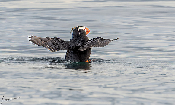 Tufted Puffin Breeding Adult SanJuanIsland WA 20210527_0458