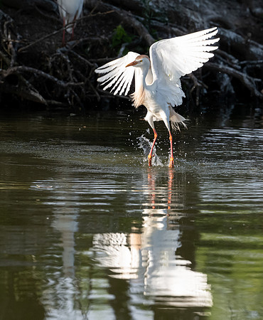 Cattle Egret Galveston TX