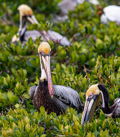 BrownPelicanBreedingAdultAtlanticRobertsBay20190330_0017