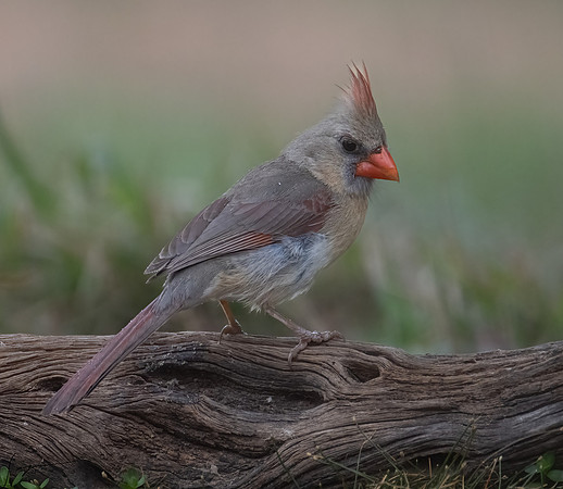 Northern Cardinal Female  _DSC6717-Edit