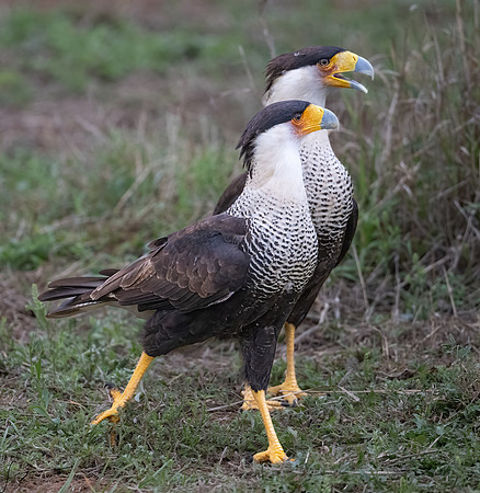 Crested Caracara Adult      _DSC4428-Edit