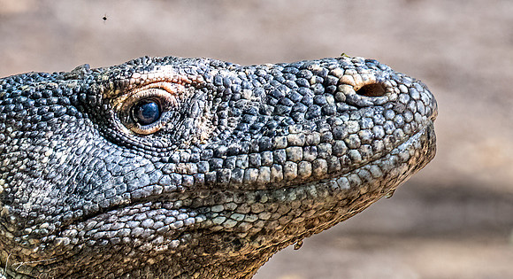 20250125KomodoIsland_0152-Edit