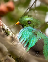 Paraiso Quetzal Lodge 0727
