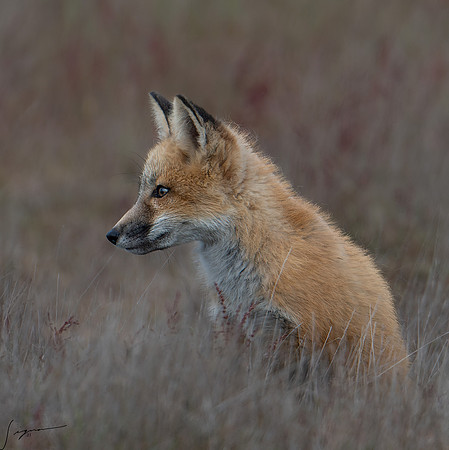 Red Fox Kit SanJuanIsland WA20210527_0058