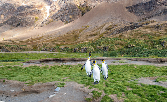 King Penguin SouthGeorgiaFortunaBay20200311_1781