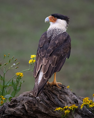 Crested Caracara Adult     _DSC4064-Edit