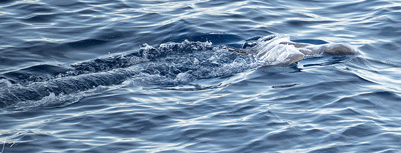 20250108SeaDay_1318