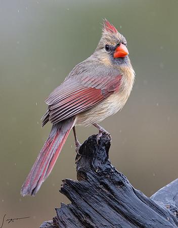 Northern Cardinal Female  _DSC7972-Edit