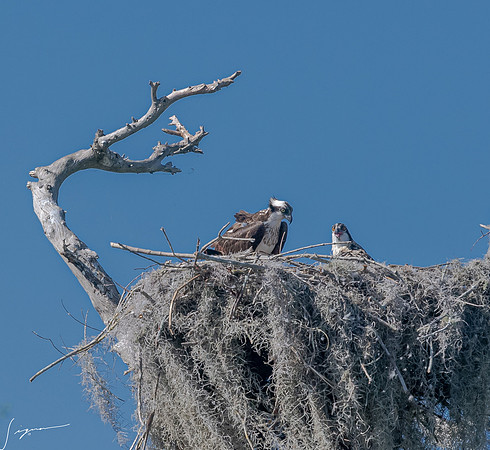BlueCypressLake20190412_1344