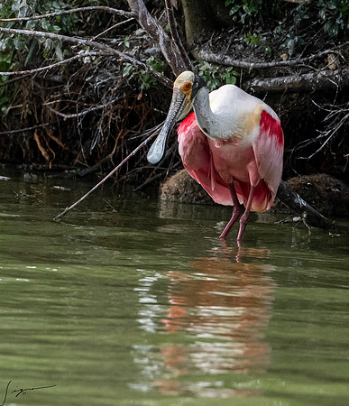 Roseate Spoonbill Galveston TX-County Parks 20210508_02990299