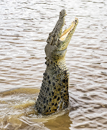 20250122DarwinAustralia_1349_DxO