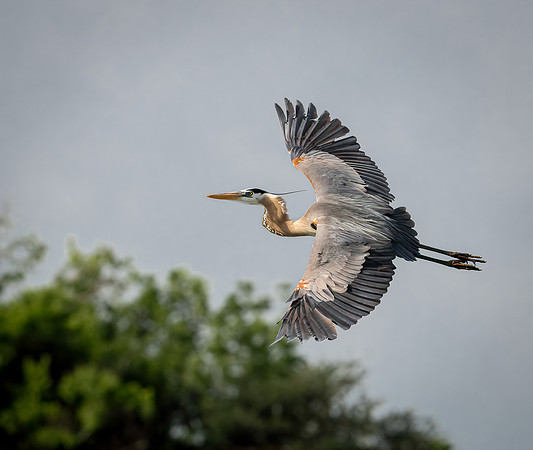 Great Blue Heron Galveston TX-County Parks 20210508_0197-Edit
