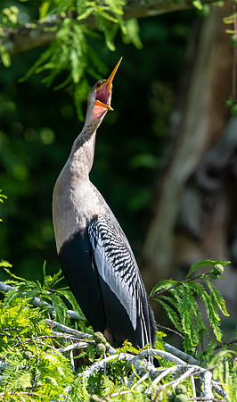 AnhingaJuvenileShadyHollowSwamp20190405_0203