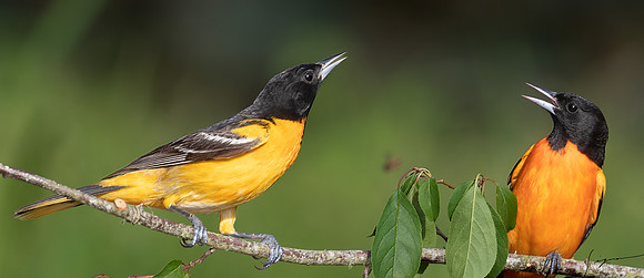 Baltimore Oriole  Male (R) Orchard Oriole Male (L) Galveston20210508_0111-Edit