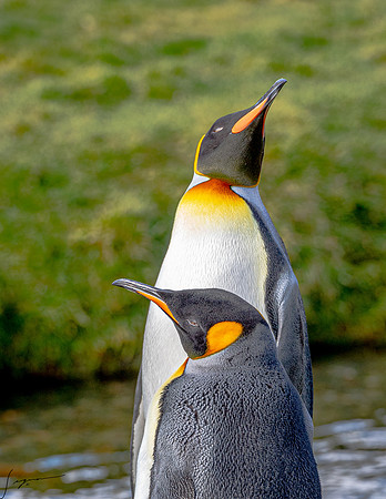 King Penguin SouthGeorgiaFortunaBay20200311_0355