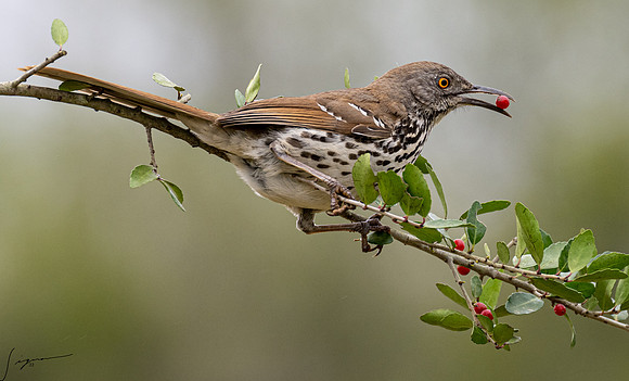 Curve-billed Thrasher _DSC9568
