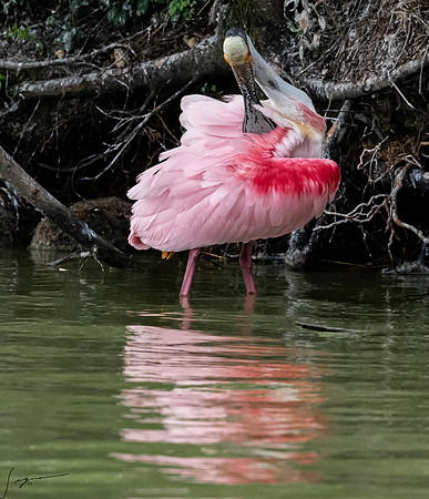 Roseate Spoonbill Galveston TX-County Parks 20210508_03070307