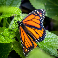 Butterflies