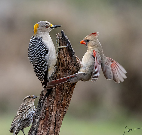 Female Golden-fronted Woodpecker Northern Cardinal Red-winged Blackbird _DSC2415-Edit