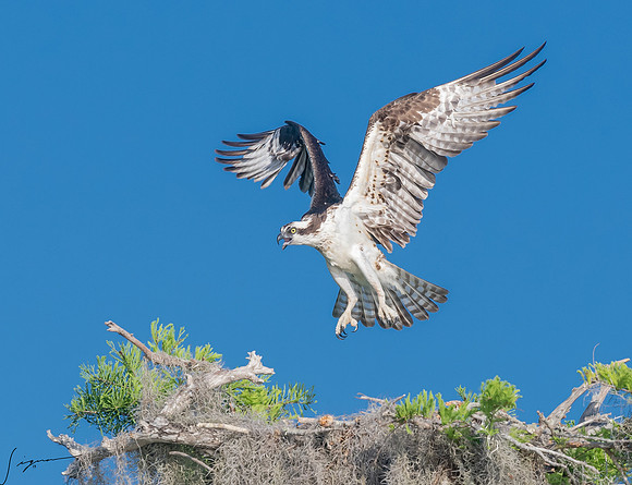 BlueCypressLake20190412_0633