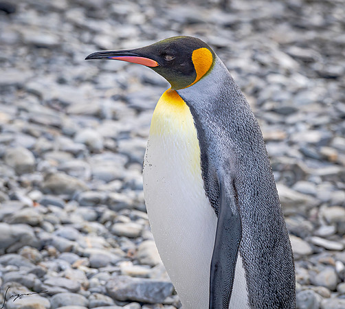 King Penguin SouthGeorgiaFortunaBay20200311_0037