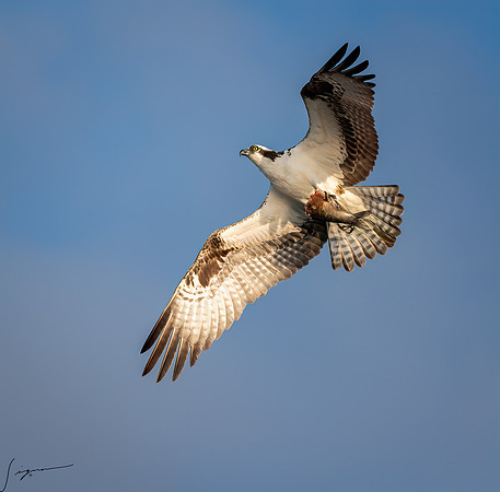 BlueCypressLake20190411_0451-Edit