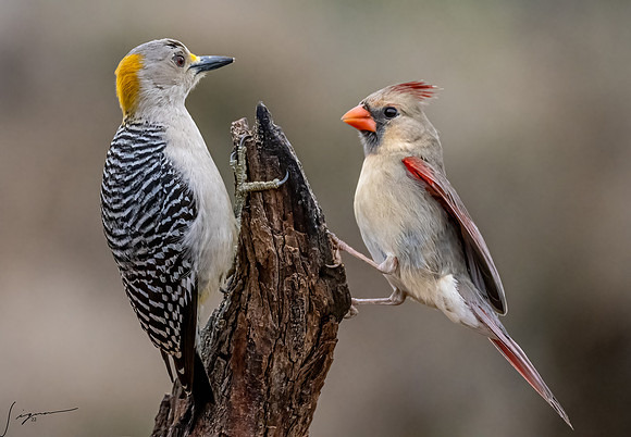 Female Golden-fronted Woodpecker Northern Cardinal _DSC2392-Edit