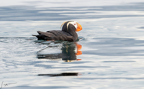 Tufted Puffin Breeding Adult SanJuanIsland WA 20210527_0974