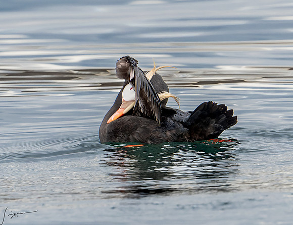 Tufted Puffin Breeding Adult SanJuanIsland WA 20210527_0732