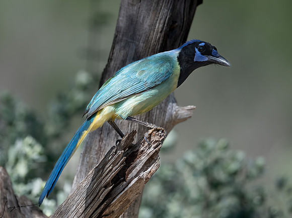 Green Jay LaLomitaRanch20210501_0232-Edit