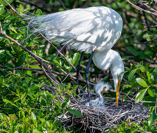 VeniceRookery20190401_0755