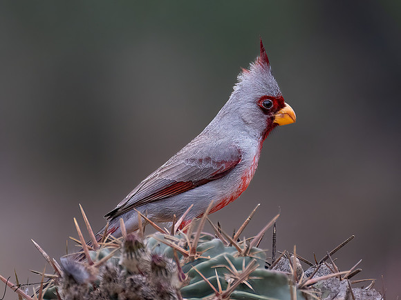 Pyrrhuloxia Male      _DSC7013-Edit