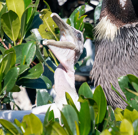 BrownPelicanVinoyParkStPete20190410_1328