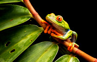 Costa Rica 2018
