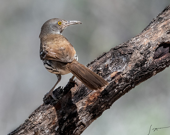Long-billed Thrasher LaLomitaRanch20210501_0180-Edit