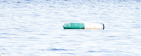 20250108SeaDay_0473