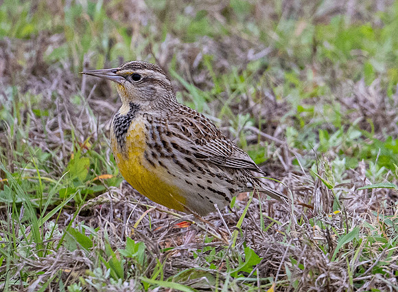 Western Meadowlark _DSC5983