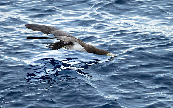 20250108SeaDay_1308