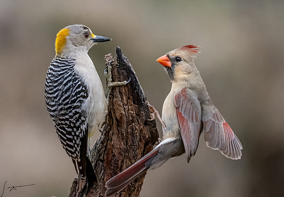 Female Golden-fronted Woodpecker Northern Cardinal _DSC2403-Edit-2