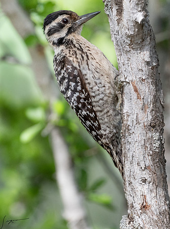 Ladder-backed Woodpecker Female LaLomitaRanch20210501_0446