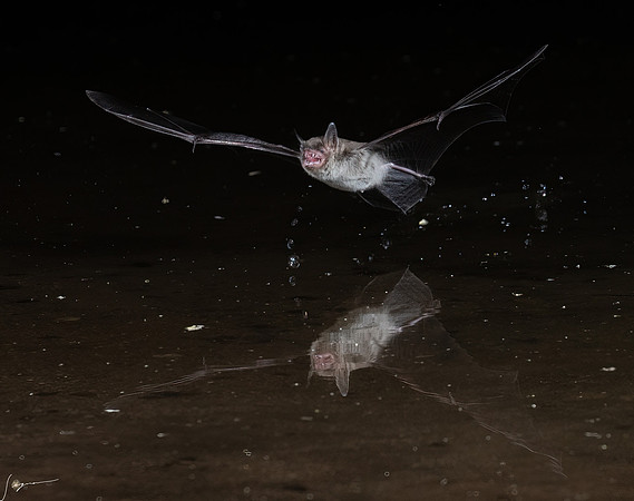 Arizona Brown Bat ElephantHeadPond_20220507_1654-Edit
