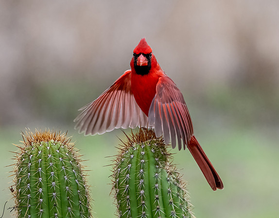 Northern Cardinal Male      _DSC1851-Edit