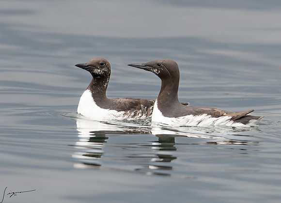 Common Murre Breeding Adul SanJuanIsland WA 20210527_1353