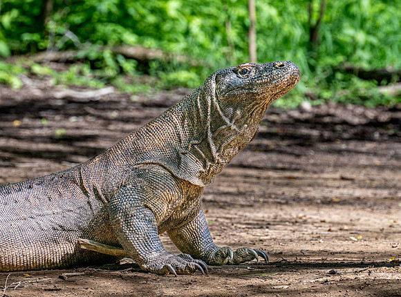 20250125KomodoIsland_0086
