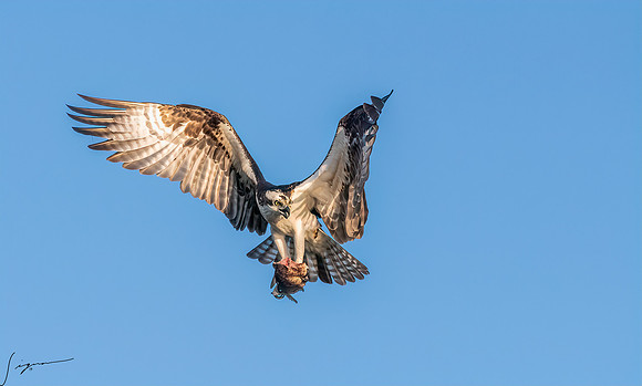 BlueCypressLake20190412_0253-Edit
