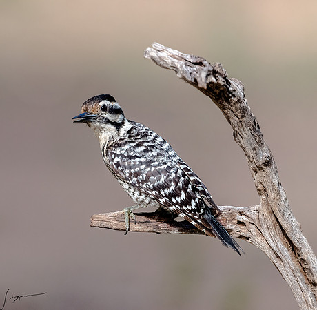 Ladder-backed Woodpecker Female LaLomitaRanch20210501_0567-Edit