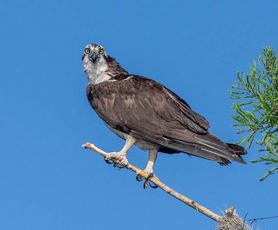 BlueCypressLake20190412_0803