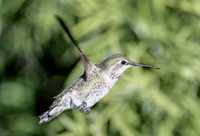 Humming Birds